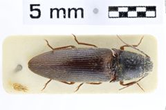 Foto (Dorsalansicht) von Propsephus laticollis (NHMW-ZOO-COL-0010269)